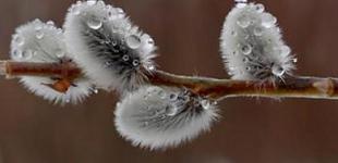 Начало недели в Украине будет дождливым