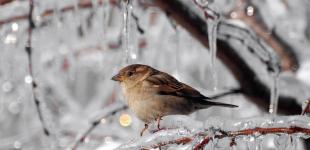 Перед оттепелью Украину накроют сильные морозы