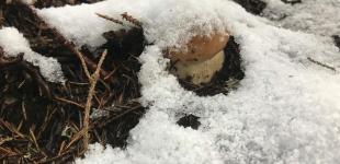 На Прикарпатье даже под снегом находят грибы