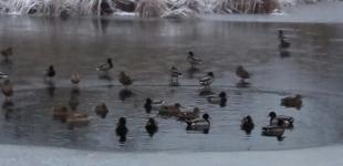 В Днепре стая уток оказалась под угрозой вымирания