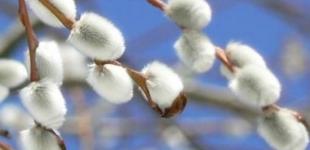 Весне — быть. Синоптики рассказали, когда в Украине потеплеет