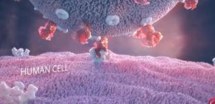 Как атакует коронавирус: ученые создали анимацию