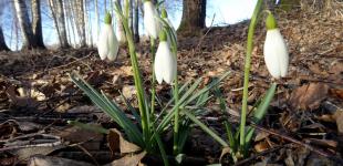 Весеннее тепло и ночные морозы: какой будет погода в Украине до конца февраля