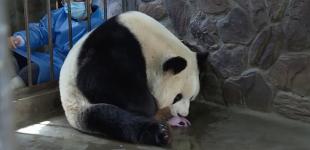 В Китае уже радуются пандам