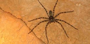 Самый большой паук живет в Австралии