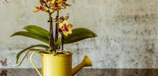 П'ять помилок у догляді за орхідеєю, які можуть призвести до загибелі квітки