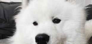 В Норвегии собака стала звездой Instagram