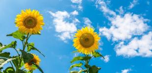 Температура до +36°: синоптики рассказали, сколько продлится жара в Украине