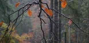 Погода на выходные: в Украине пройдут дожди