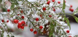 Мороз до -20: прогноз погоди в Україні на найближчі дні