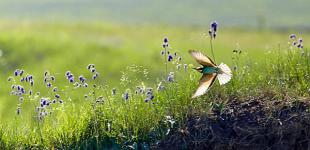 В Украине ожидается неустойчивая погода, местами – дожди, град и грозы