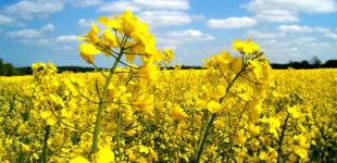 В Украине ожидается рекордный урожай рапса