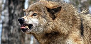 В Винницкой области стая волков-мутантов держит в страхе целый район