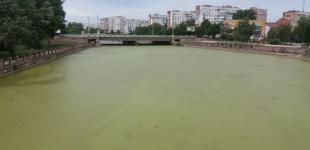 Мост в центре Кропивницкого оккупировали крысы 