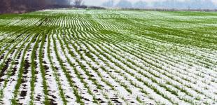 Озимые в Украине взошли почти на 100%