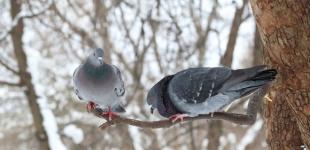 Вьюга, сильный ветер и до 10° тепла - каким будет понедельник в Украине