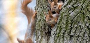 Морозные ночи, теплые дни: Украину ожидают мокрый снег и до +14°