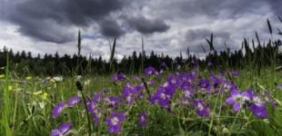 Перший день літа принесе в Україну 30-градусну спеку і грози: з'явився прогноз на 1 червня