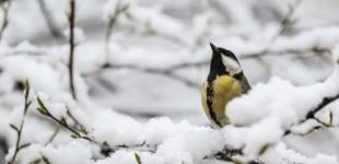 Стало известно, какая погода ждет украинцев в первый день февраля