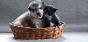 В Британии запретят продажу щенков и котят моложе 6 месяцев в зоомагазинах