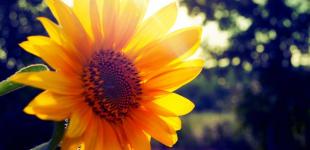 В июле Украину накроет рекордная за 30 лет жара: синоптик сделала прогноз