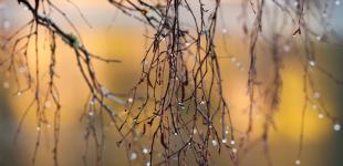 В Украину идет похолодание с дождями: синоптики назвали дату