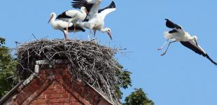 Пенсионерка в Киевской области спасла аиста: птица живет у нее 11 лет