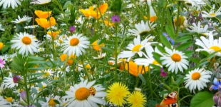 В Украину идет летнее тепло: в конце недели до +24°