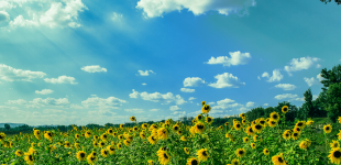 Серпневі вихідні: лагідне тепло та декілька літніх сюрпризів