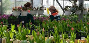 8 миллионов цветов и тысячи деревьев высадят в Киеве