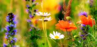 Жара и резкое похолодание: каким будет август в Украине