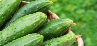 Как влияет употребление огурцов на организм