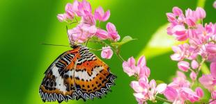 Тропическая жара и удар стихии: синоптики рассказали, каким будет июль в Украине