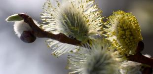 Весна приближается: в Украине после 20-градусных морозов потеплеет до +10