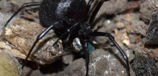 В Одесской области женщину укусил каракурт 