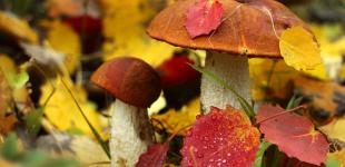 В пятницу в Украине будет царить бабье лето: прогноз погоды на 23 октября