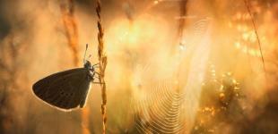 Лето в Украине увеличивается. Так ли это хорошо, как звучит — объясняет климатолог