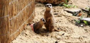В Одесском зоопарке появились сурикаты