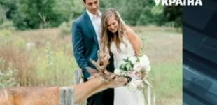 В США букет невесты достался оленю