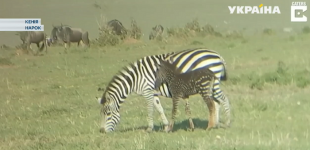 В Кении появилась 