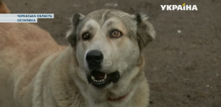 Огромные овчарки терроризируют жителей и разрывают домашний скот в Черкасской области 