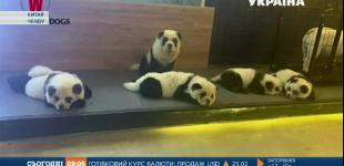 Китайский ресторатор превратил собак в панд и стал центром скандала
