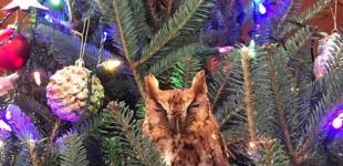 Необычные елки: что делать, если живую елку рубить жаль, а искусственные – не нравятся