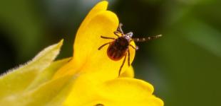 Из-за аномальной зимы клещи проснулись раньше времени: врачи бьют тревогу