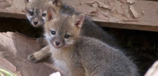Сотни животных умирали от голода в дендропарке 