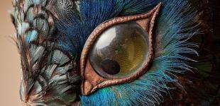 Голову Павлина в оригинальном шоу «МАСКА» покроют 500 перьев настоящей птицы