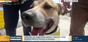 В Боливии бездомная собака нашла 