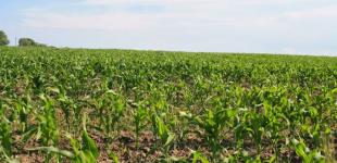 Яровые зерновые и зернобобовые посеяли на 95% прогнозных площадей