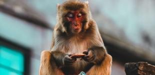 Голодні мавпи збунтувалися і об'їдають жителів Венесуели