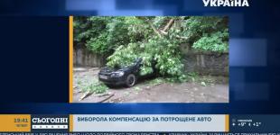 У Львові відсудили компенсацію за авто, яке потрощило трухляве дерево